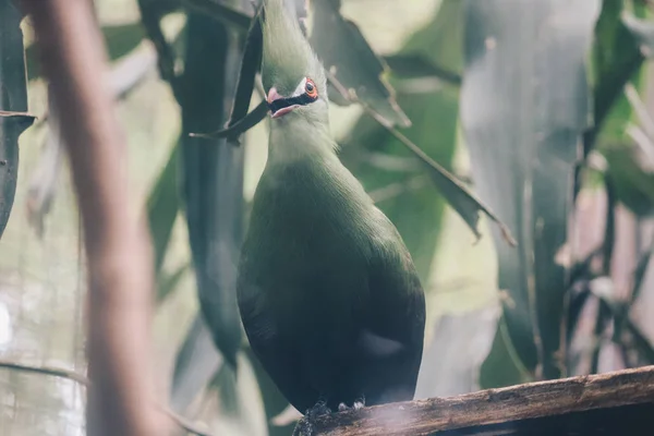 Bulbul Bird Zoo Close Shot — 스톡 사진