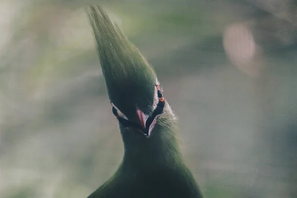 Bulbul Vogel Zoo Nahaufnahme — Stockfoto