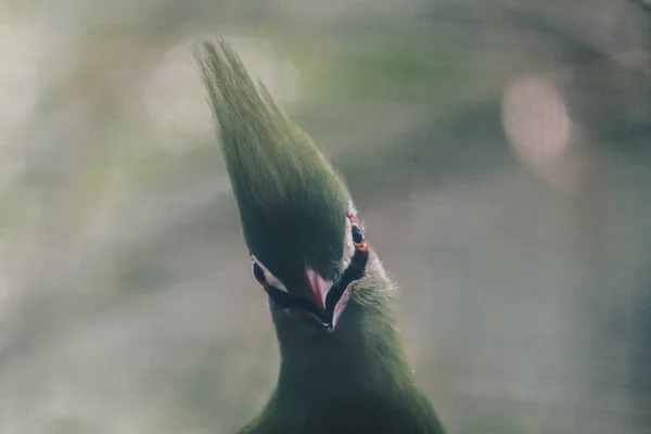 Uccello Bulbul Allo Zoo Colpo Vicino — Foto Stock