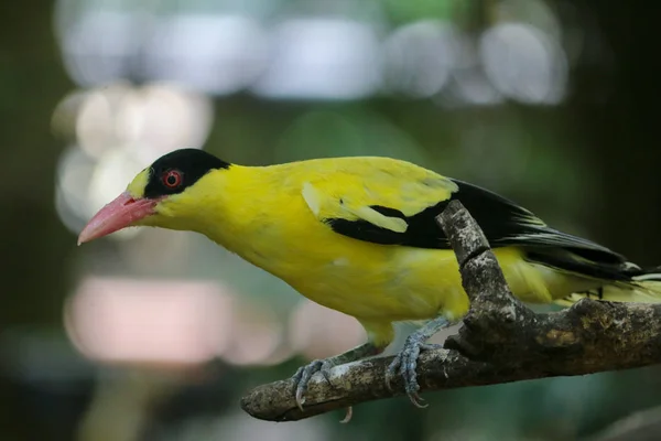 Goldfinch Bird Zoo Close Shot — Stock Photo, Image