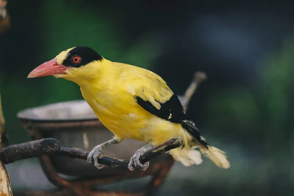 Goldfinch Bird Zoo Close Shot — Stock Photo, Image