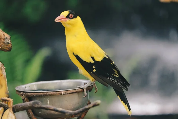 Goldfinch Bird Zoo Close Shot — Stock Photo, Image