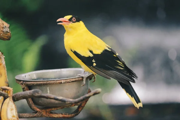 Goldfinch Bird Zoo Close Shot — Stock Photo, Image