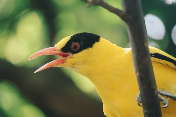 Oiseau Chardonneret Zoo Gros Plan — Photo