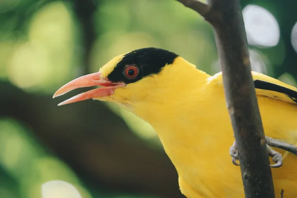 Uccello Cardellino Allo Zoo Colpo Vicino — Foto Stock