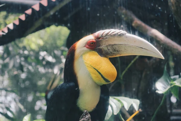 Boynuz Gagalı Kuş Hayvanat Bahçesinde Yakın Çekim — Stok fotoğraf