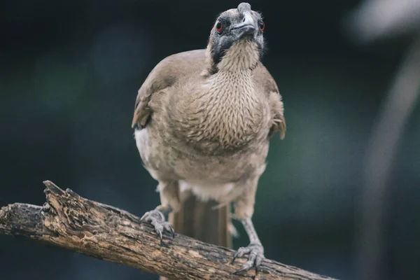 Uccello Più Duro Allo Zoo Colpo Vicino — Foto Stock