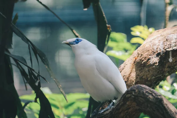 Garza Nocturna Zoológico Primer Plano —  Fotos de Stock