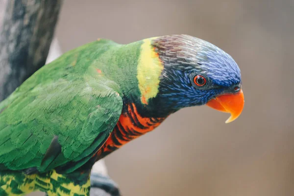 Hermoso Loro Cerca Disparo — Foto de Stock