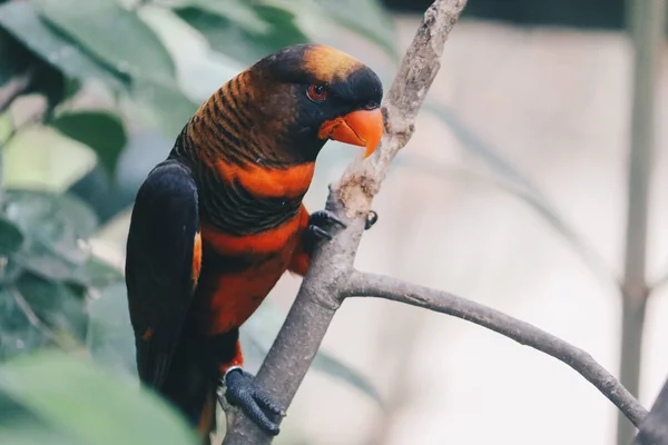 Beautiful Parrot Close Shot — Stock Photo, Image