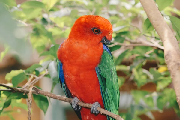 Beautiful parrot close up shot