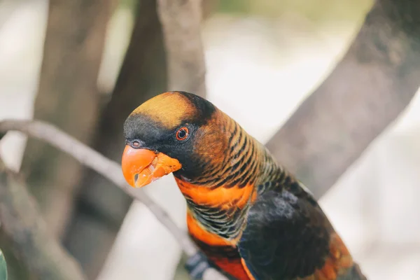 Beautiful Parrot Close Shot — Stock Photo, Image