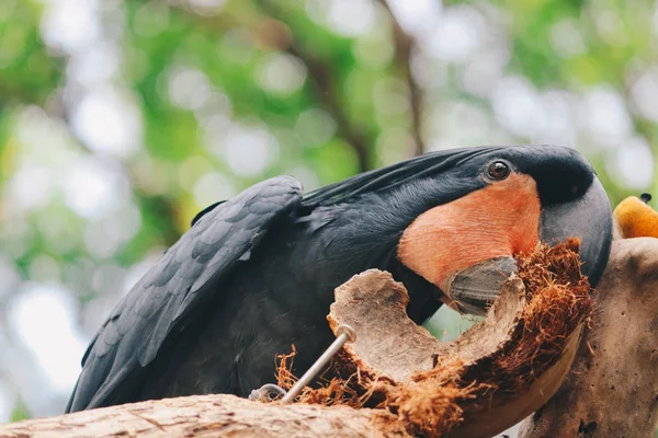 Beautiful Parrot Close Shot — Stock Photo, Image