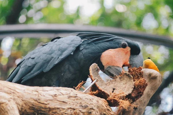 Güzel Papağan Yakın Çekim — Stok fotoğraf