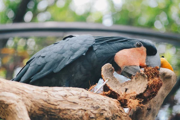 Hermoso Loro Cerca Disparo —  Fotos de Stock