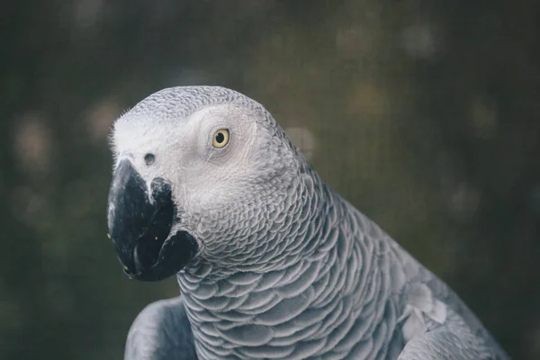 Beautiful parrot close up shot