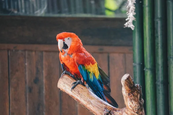 Hermoso Loro Cerca Disparo — Foto de Stock