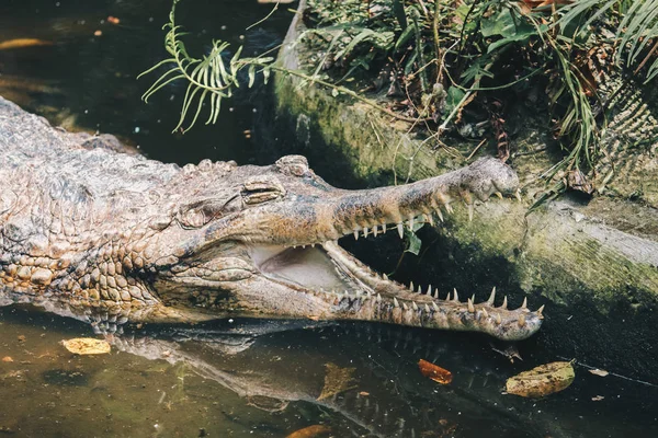 Énorme Alligator Dangereux Dans Nature Sauvage — Photo