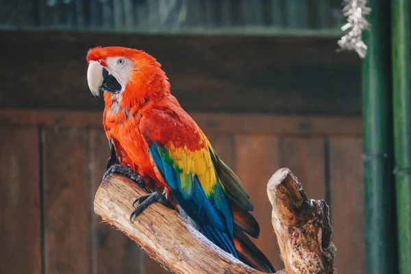 Hermoso Loro Cerca Disparo — Foto de Stock