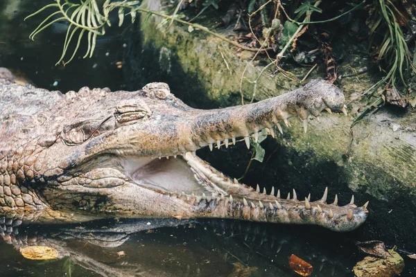 Τεράστιος Επικίνδυνος Αλιγάτορας Στην Άγρια Φύση — Φωτογραφία Αρχείου