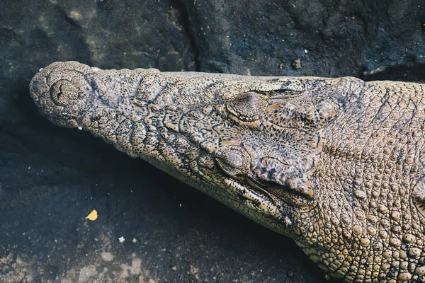 野生動物における巨大な危険なワニ — ストック写真