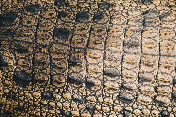 Close Shot Van Alligator Huidtextuur — Stockfoto