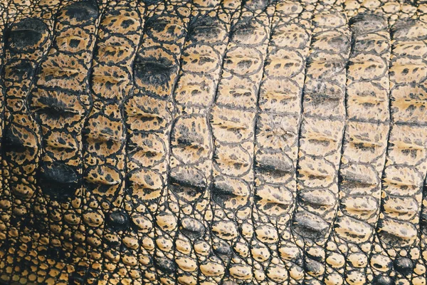 Close Shot Alligator Skin Texture — Stock Photo, Image