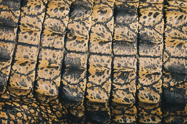 Close Shot Alligator Skin Texture — Stock Photo, Image