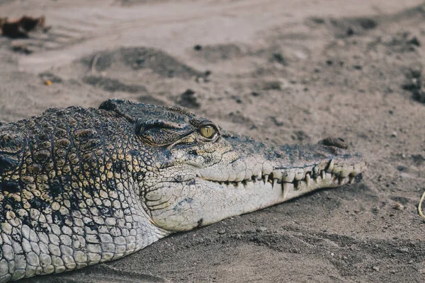 Enorme Alligatore Pericoloso Nella Natura Della Fauna Selvatica — Foto Stock
