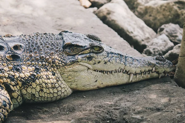 Ogromny Niebezpieczny Aligator Przyrodzie Dzikiej Przyrody — Zdjęcie stockowe