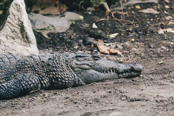 Ogromny Niebezpieczny Aligator Przyrodzie Dzikiej Przyrody — Zdjęcie stockowe