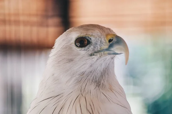 Sokół Zoo Zbliżenie Strzału — Zdjęcie stockowe