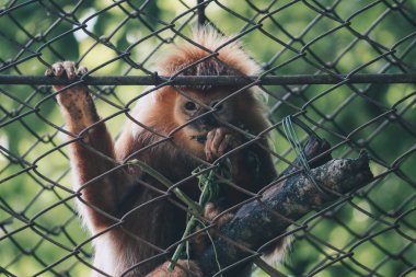 Kafes arka planında sevimli kırmızı maymun