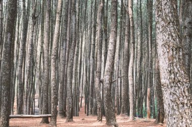 Uzun ağaçları olan yoğun ekili bir orman.