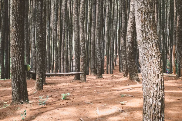 Uzun Ağaçları Olan Yoğun Ekili Bir Orman — Stok fotoğraf