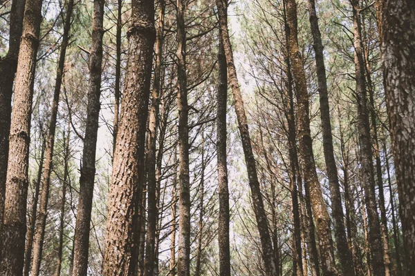 Uzun Ağaçları Olan Yoğun Ekili Bir Orman — Stok fotoğraf