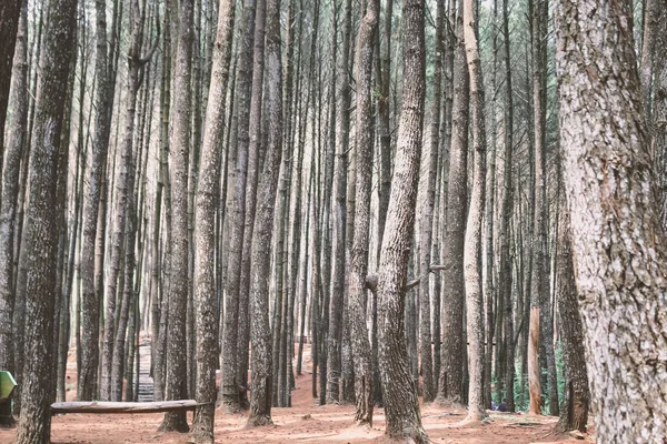 Foresta Ben Piantata Con Alberi Alti — Foto Stock