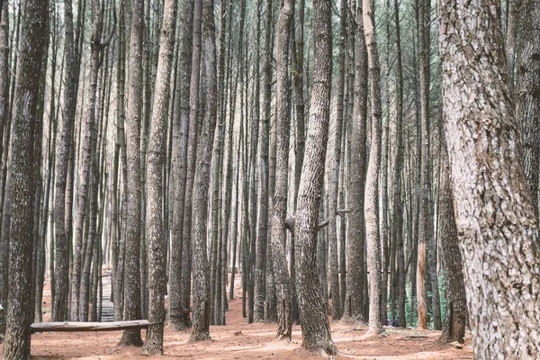Forêt Densément Plantée Avec Grands Arbres — Photo