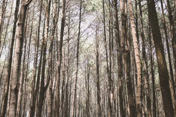 Foresta Ben Piantata Con Alberi Alti — Foto Stock