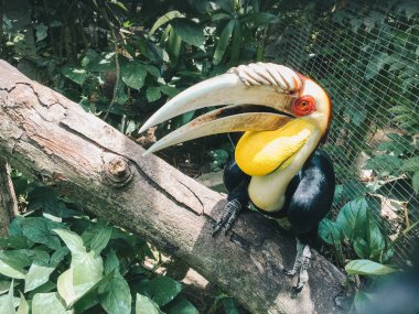Boynuz gagalı kuş hayvanat bahçesinde. Yakın çekim.