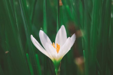 Güzel beyaz bir çiçeğe yaklaş. 