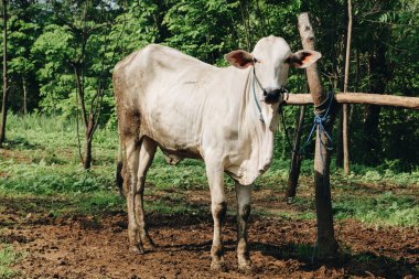 Beyaz boğa çiftlikte gündüz vakti vuruldu.