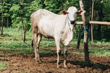 Beyaz boğa çiftlikte gündüz vakti vuruldu.