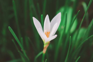 Güzel beyaz bir çiçeğe yaklaş. 