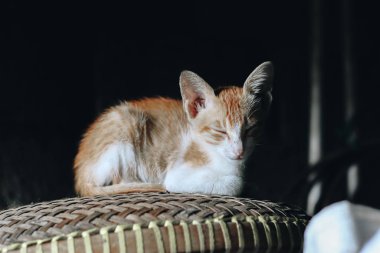 Tatlı kırmızı bir kedinin portresi. 