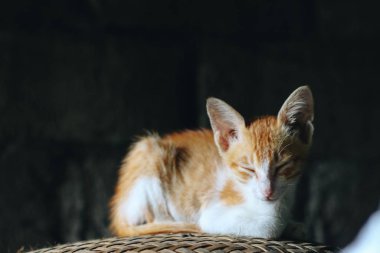 Tatlı kırmızı bir kedinin portresi. 