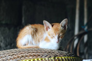 Tatlı kırmızı bir kedinin portresi. 