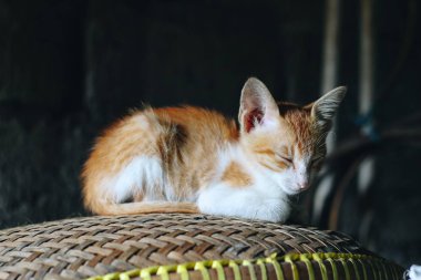 Tatlı kırmızı bir kedinin portresi. 