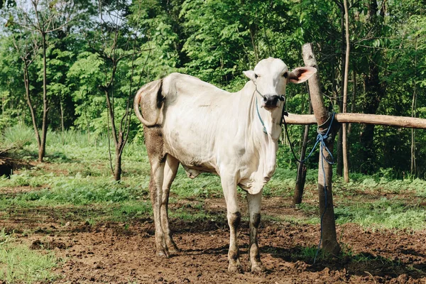 White Bull Farm Day Time Shot — Stock Photo, Image