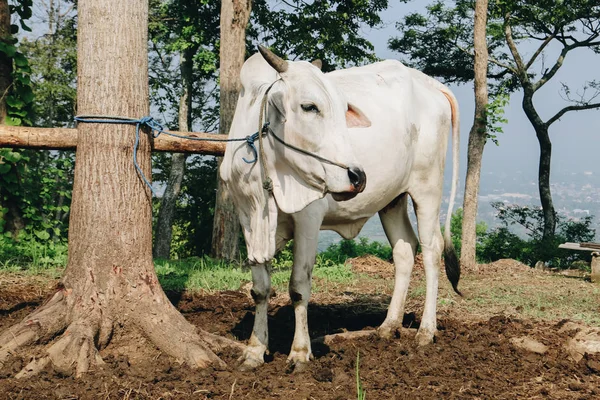 White Cow Farm Pasture — Stock Photo, Image